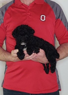 Veronica, an 8-week-old female Mini Poodle.