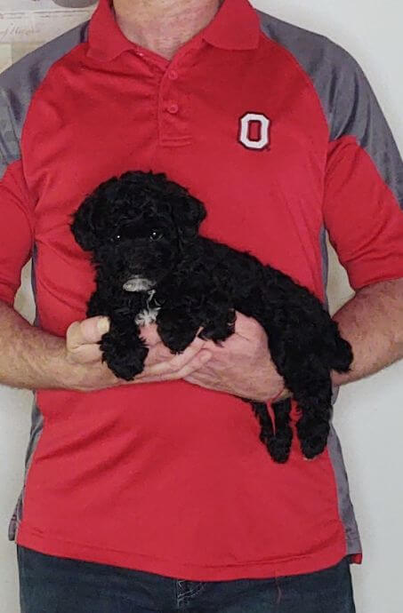 VERONICA 1 Veronica, an 8-week-old female Mini Poodle.