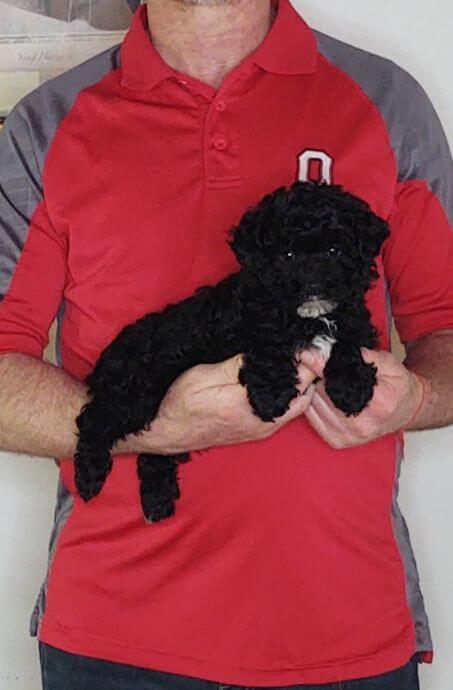 Veronica, an 8-week-old female Mini Poodle.