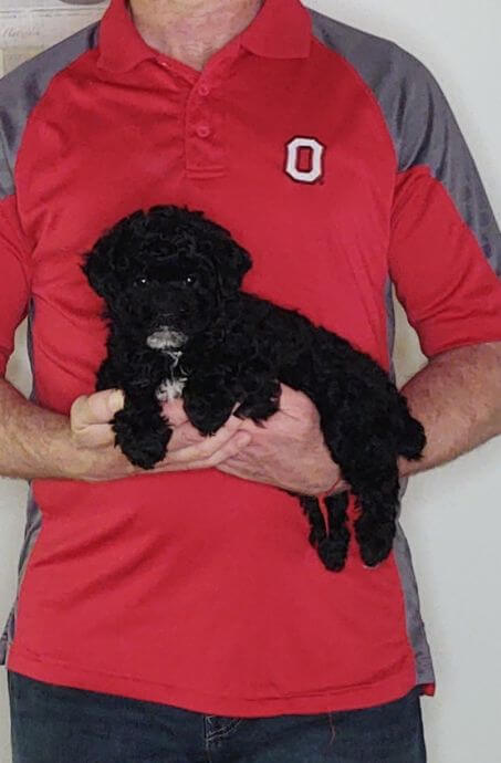 Veronica, an 8-week-old female Mini Poodle.