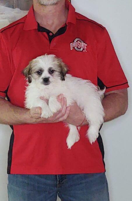 VINNY 1 Vinny, a 9-week-old male Shih Tzu / Bichon mix aka Teddy Bear.