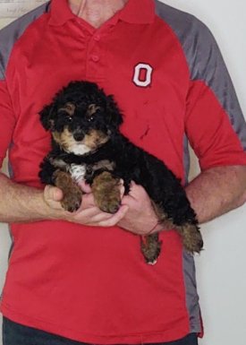 Vinny, an 8-week-old male Mini Poodle.