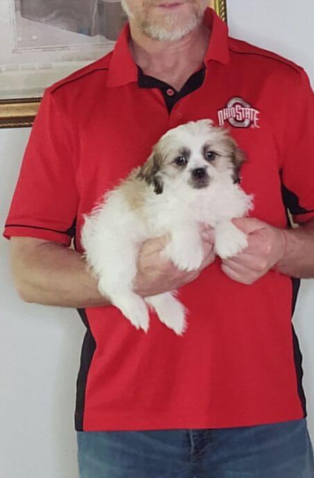 Vinny, a 9-week-old male Shih Tzu / Bichon mix aka Teddy Bear.
