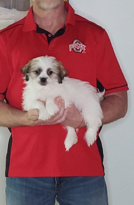 Vinny, a 9-week-old male Shih Tzu / Bichon mix aka Teddy Bear.