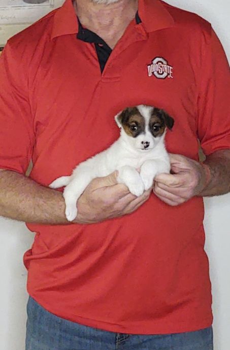 Zoey, an 8-week-old female Jack Russell Terrier.