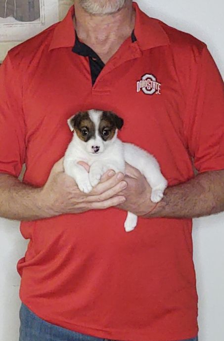 Zoey, an 8-week-old female Jack Russell Terrier.