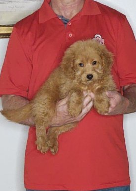Charlie, an 11-week-old male Cavapoo mix