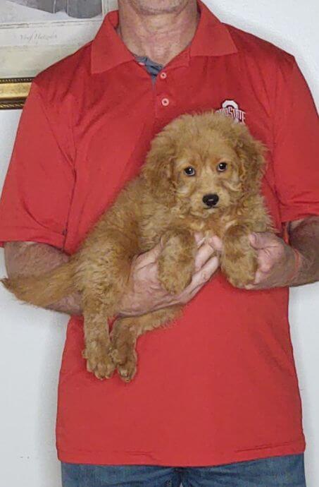 CHARLIE 1 Charlie, an 11-week-old male Cavapoo mix