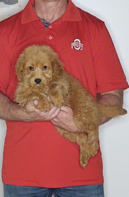 Charlie, an 11-week-old male Cavapoo mix