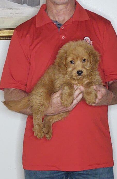 Charlie, an 11-week-old male Cavapoo mix