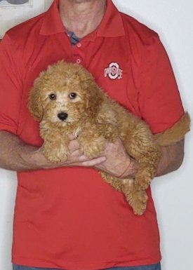 Cheddar, an 11-week-old male Cavapoo mix