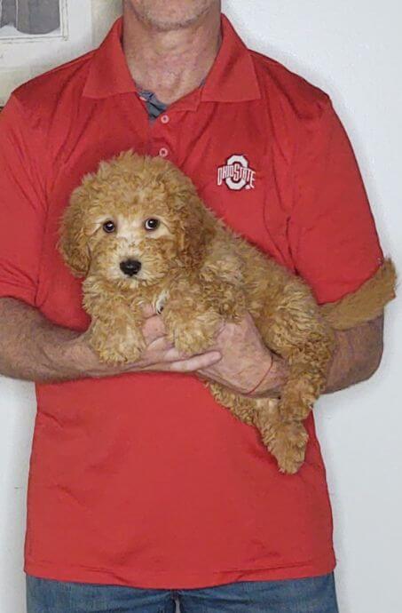 CHEDDAR 1 Cheddar, an 11-week-old male Cavapoo mix
