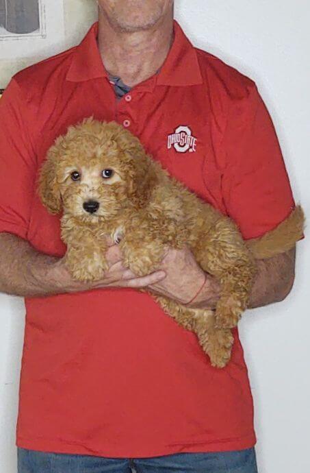 Cheddar, an 11-week-old male Cavapoo mix