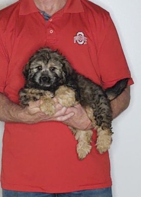 Chloe, an 11-week-old female Cavapoo mix