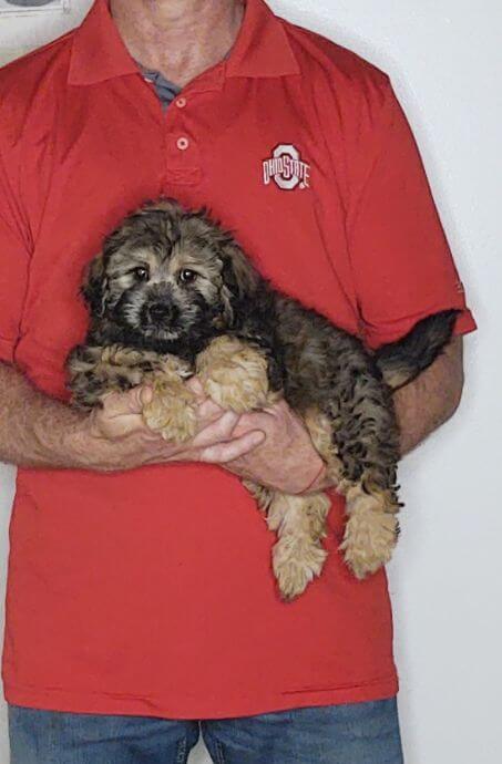 CHLOE 1 Chloe, an 11-week-old female Cavapoo mix