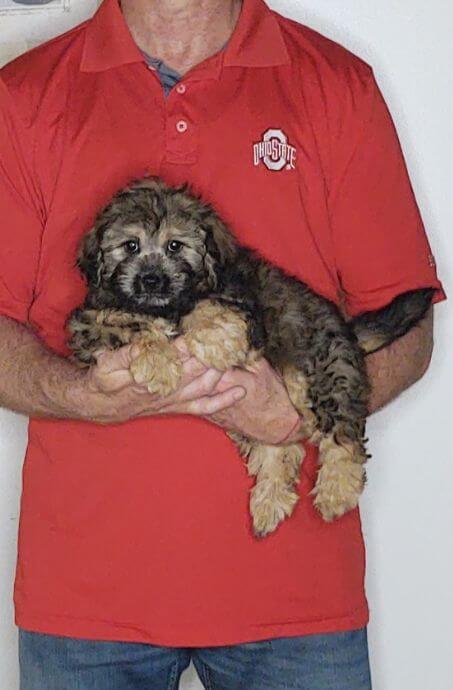 Chloe, an 11-week-old female Cavapoo mix