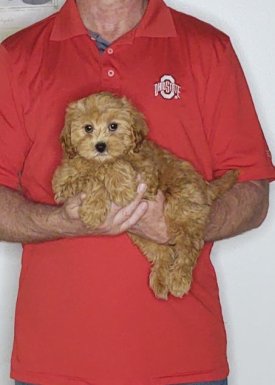 Cinnamon, an 11-week-old female Cavapoo mix