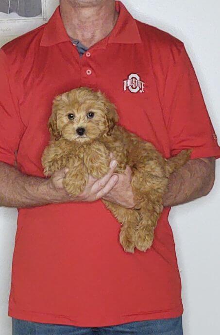 CINNAMON 1 Cinnamon, an 11-week-old female Cavapoo mix