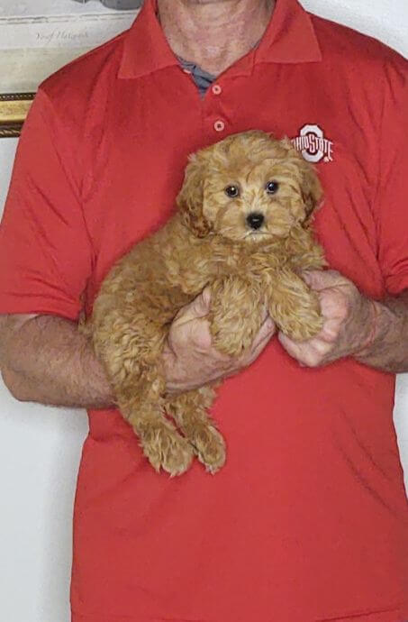 Cinnamon, an 11-week-old female Cavapoo mix