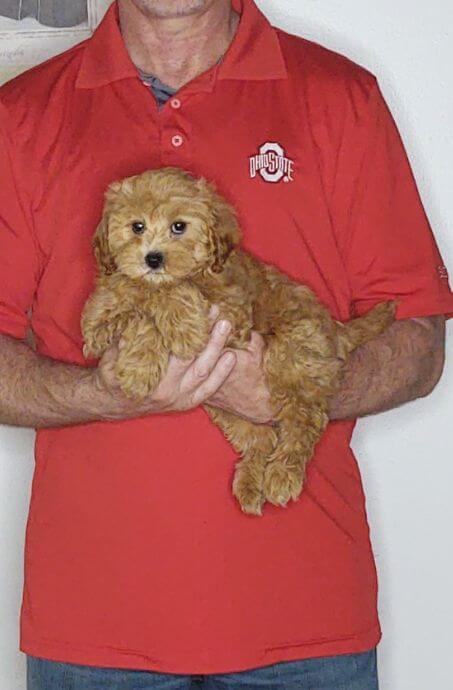 Cinnamon, an 11-week-old female Cavapoo mix