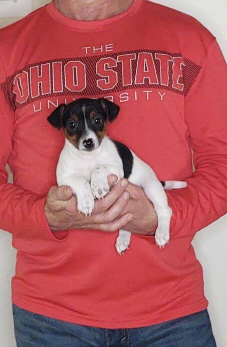 Jack, a 9-week-old male Jack Russell.