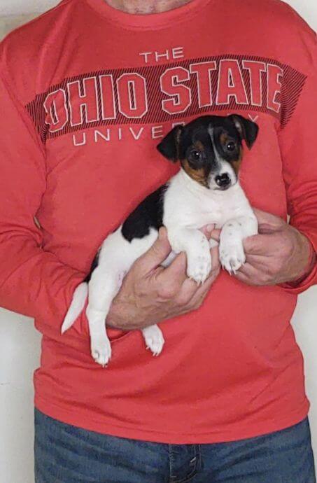 Jack, a 9-week-old male Jack Russell.