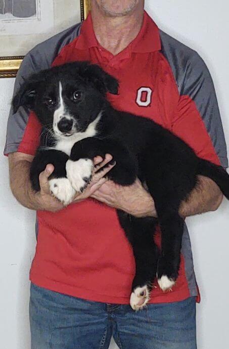 Jake, a 12-week-old male Border Collie / Australian Shepherd mix