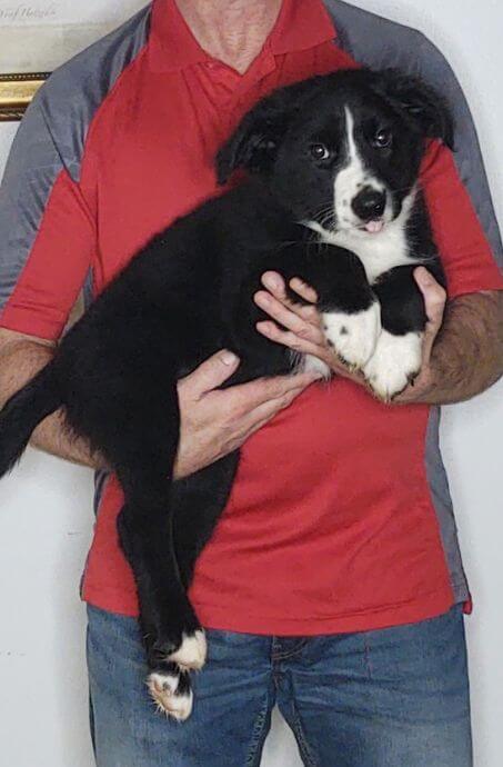 Jake, a 12-week-old male Border Collie / Australian Shepherd mix