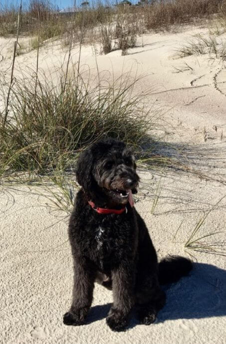 Max on the beach
