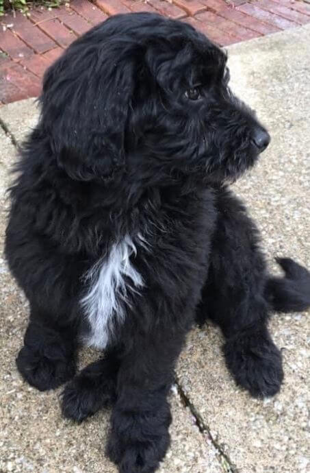 Max as a puppy
