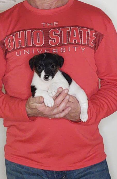 Peanut, a 9-week-old male Jack Russell.