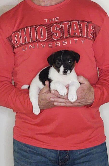 Peanut, a 9-week-old male Jack Russell.