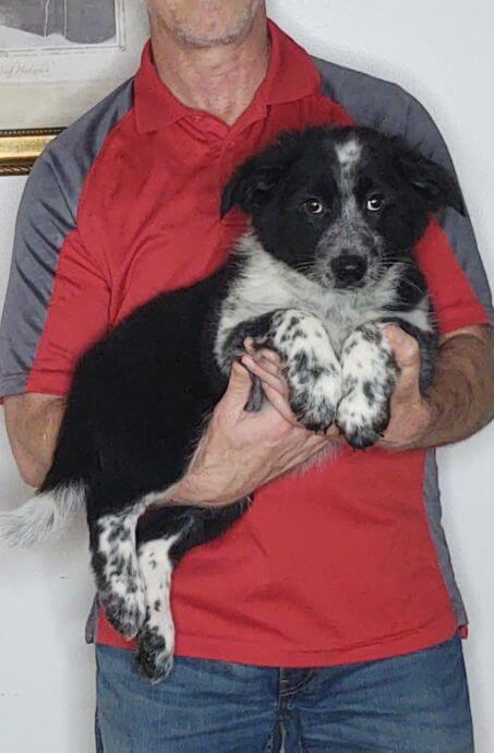 Romeo, a 12-week-old male Border Collie / Australian Shepherd mix