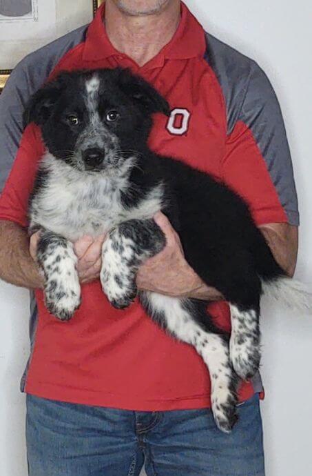 Romeo, a 12-week-old male Border Collie / Australian Shepherd mix