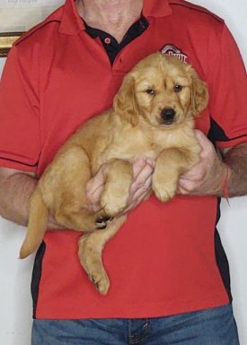 Sweetie, an 8-week-old female Golden Retriever