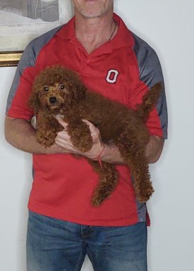 Abigail, a 10-week-old female Mini Goldendoodle.