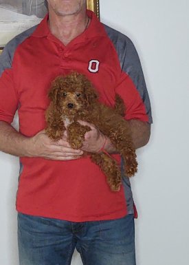 Anna, a 10-week-old female Mini Goldendoodle.