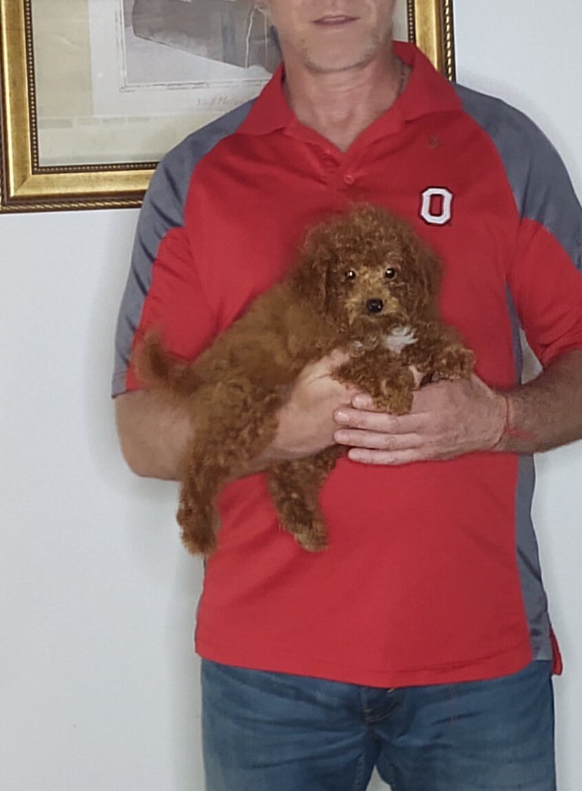 Anna, a 10-week-old female Mini Goldendoodle.