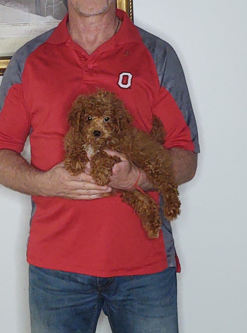 Anna, a 10-week-old female Mini Goldendoodle.
