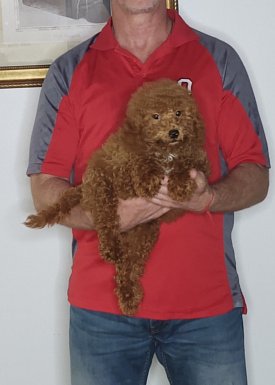 Apollo, a 10-week-old male Mini Goldendoodle.