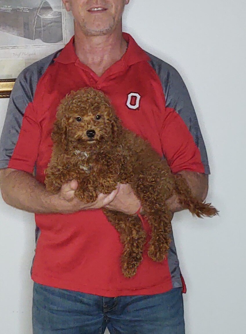 Apollo, a 10-week-old male Mini Goldendoodle.