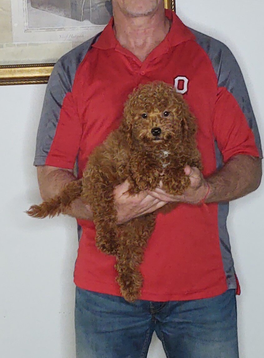 Apollo, a 10-week-old male Mini Goldendoodle.