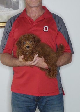 Ava, a 10-week-old female Mini Goldendoodle.