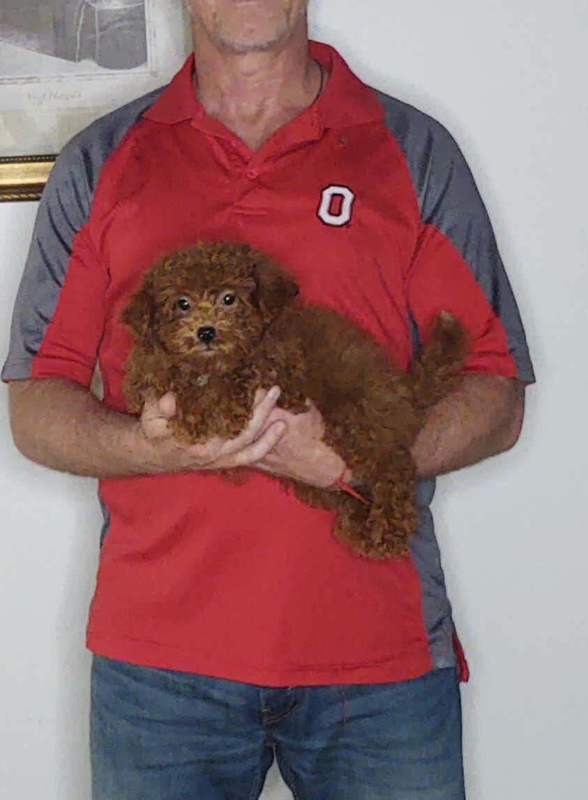 AVA 1 Ava, a 10-week-old female Mini Goldendoodle.