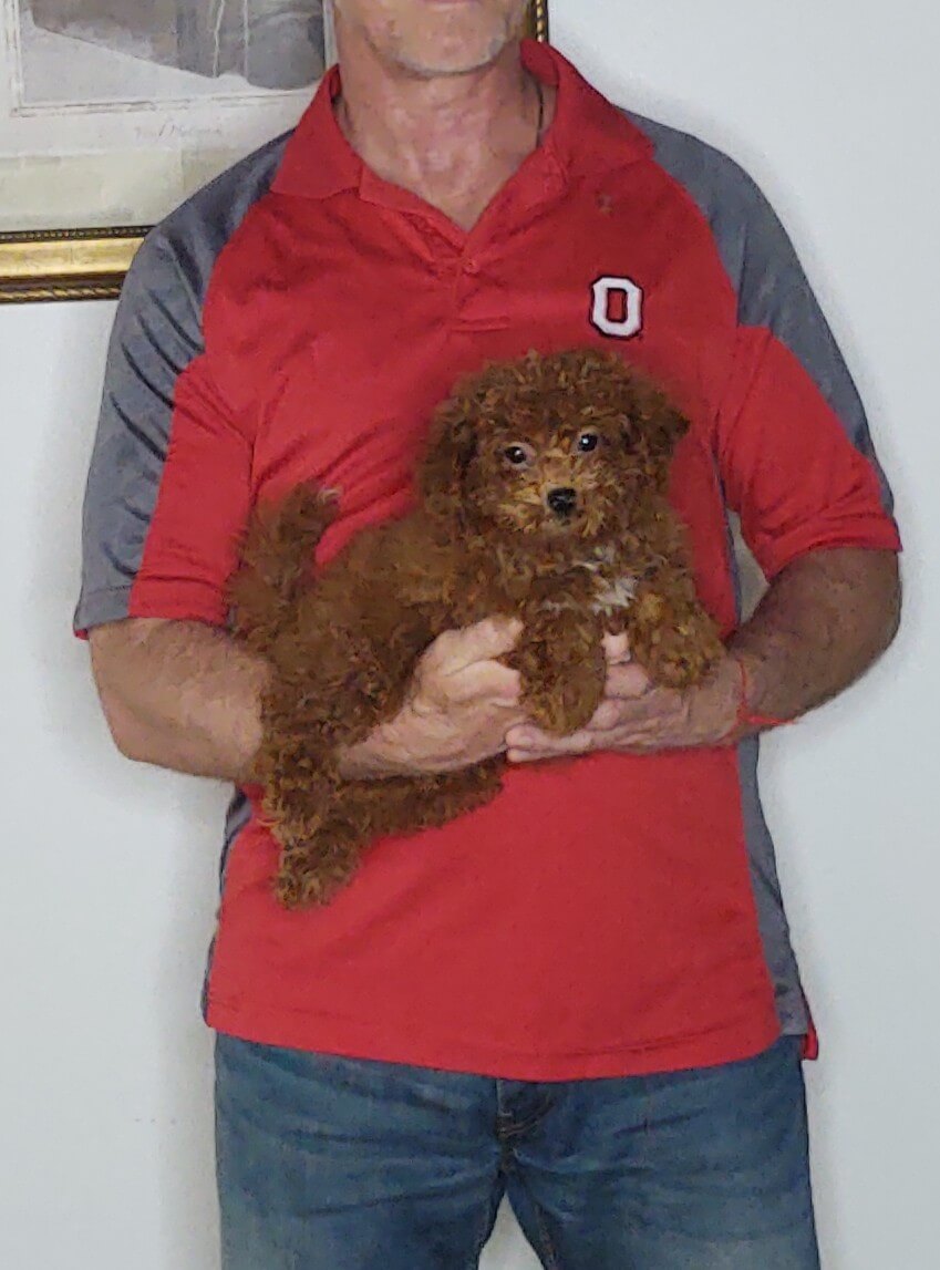 Ava, a 10-week-old female Mini Goldendoodle.