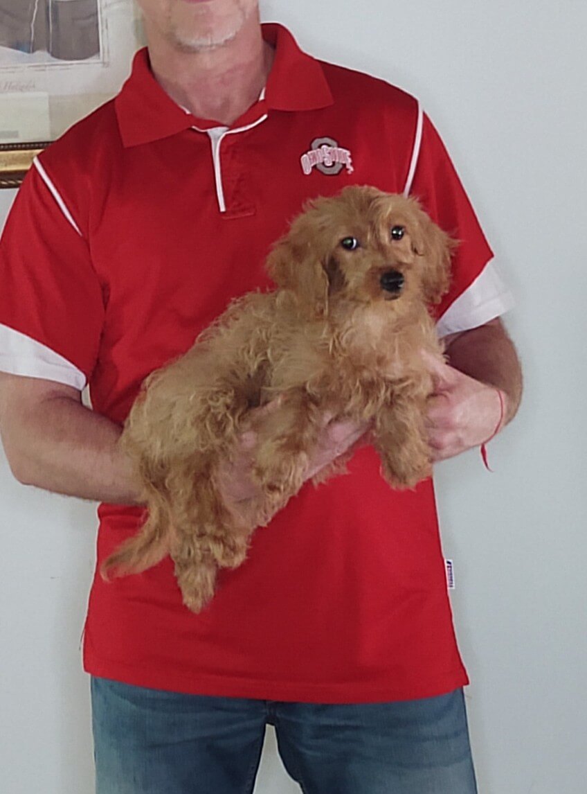 Babe, a 14-week-old female Mini Goldendoodle.