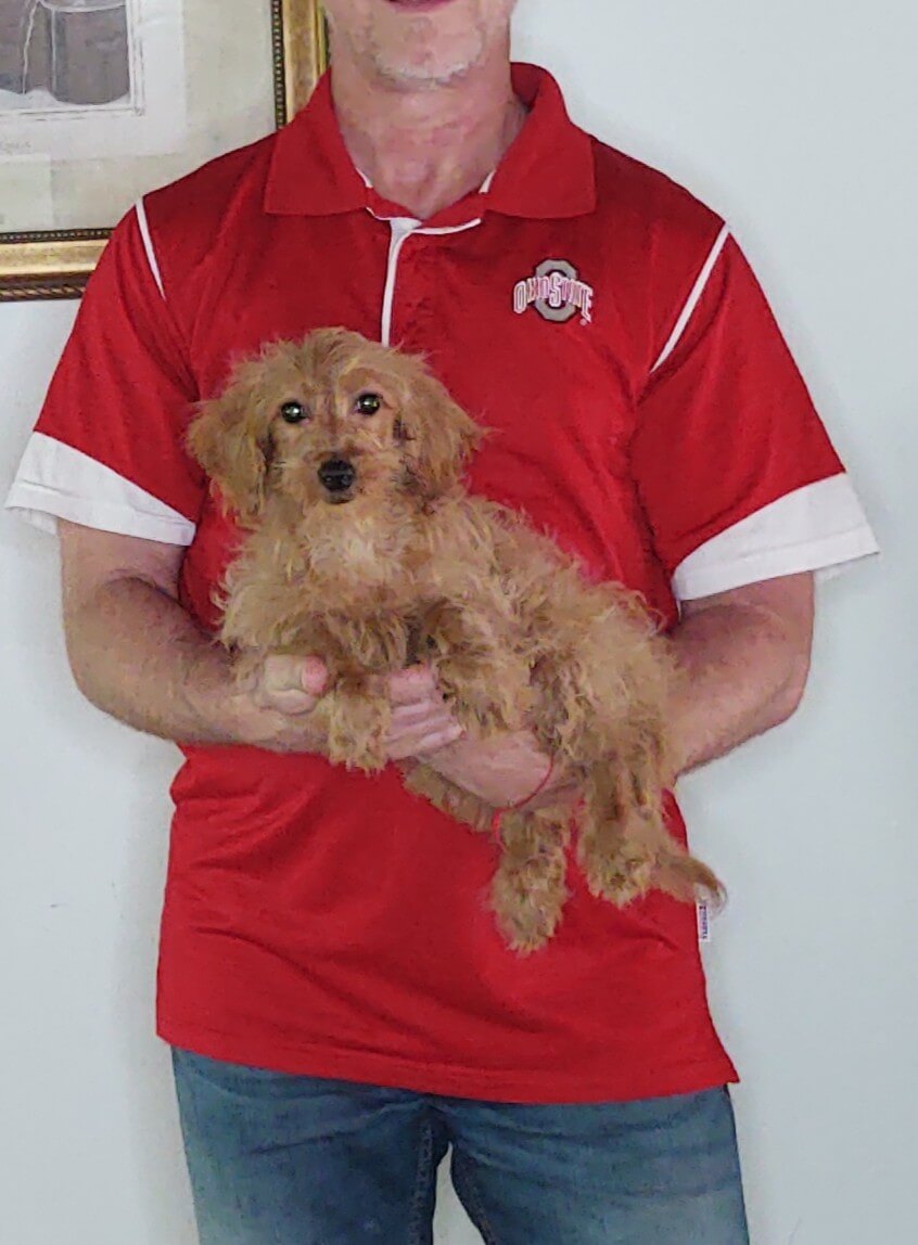 Babe, a 14-week-old female Mini Goldendoodle.