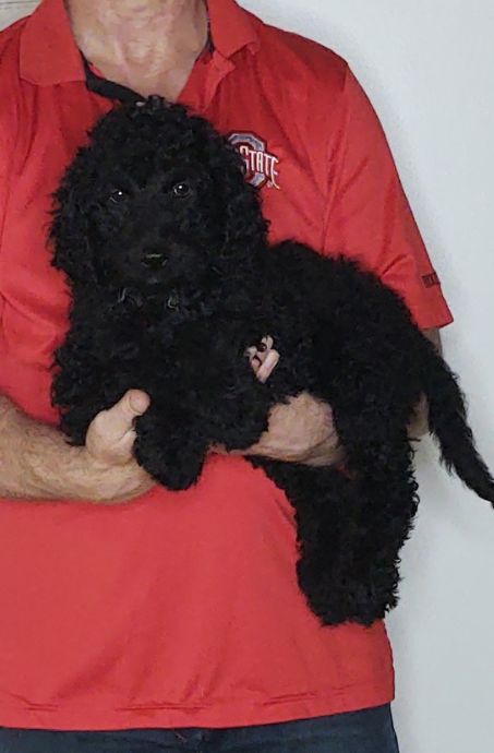 Bella