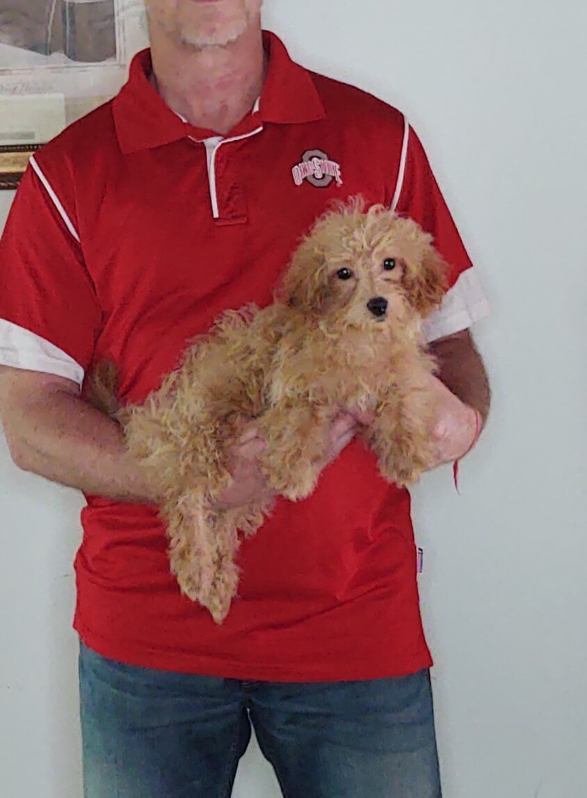 Buckeye, a 14-week-old male Mini Goldendoodle.