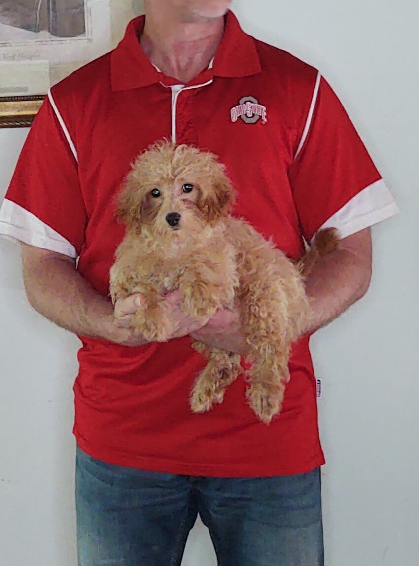 Buckeye, a 14-week-old male Mini Goldendoodle.